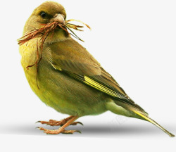 漂亮的鸟黄鹂素材