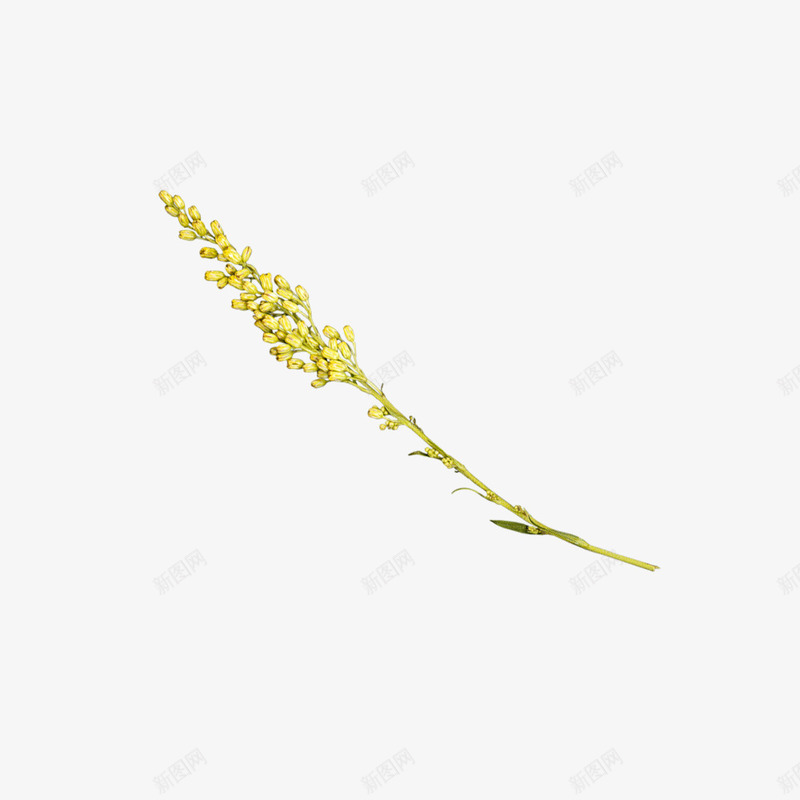 黄色卡通油菜花psd免抠素材_88icon https://88icon.com 免抠PNG 小花 植物 油菜花瓣 油菜花田 种子 黄色