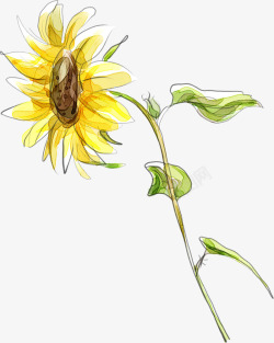 小邹菊卡通可爱手绘黄色向日葵高清图片