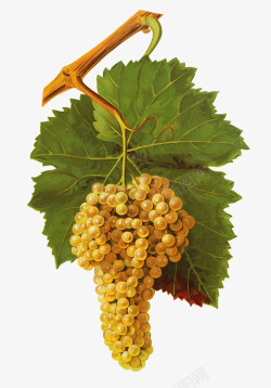 黄葡萄生动创意美食葡萄叶藤图高清图片