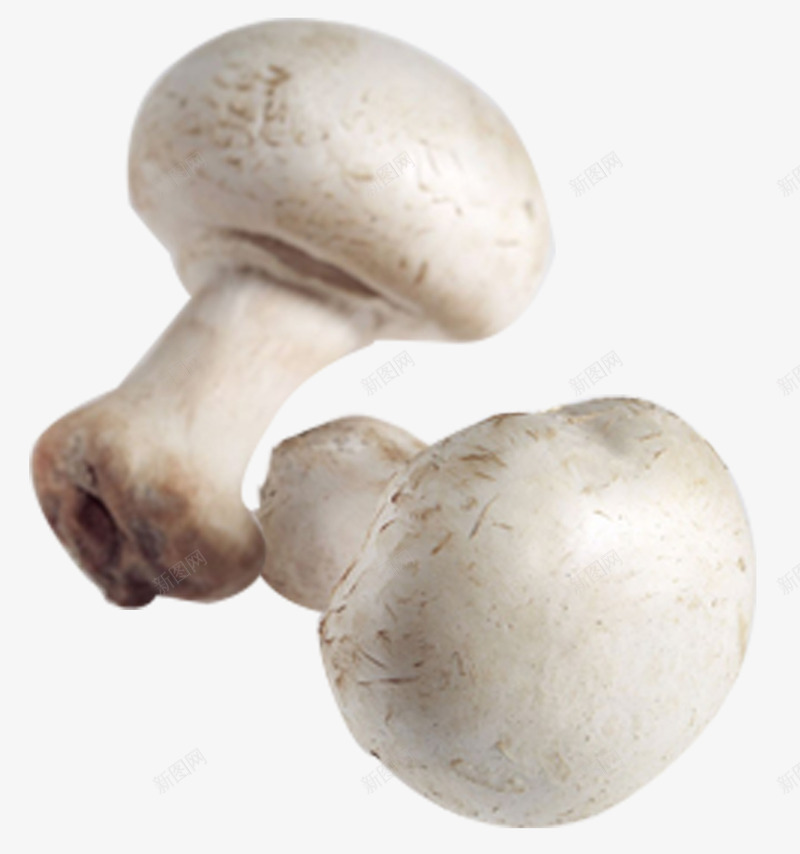 白蘑菇野生菇png免抠素材_88icon https://88icon.com 云南特产 猴头菇 白蘑菇 美味 野生菇 餐饮食品