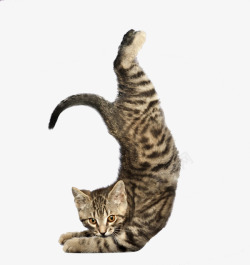伸腰伸懒腰的猫高清图片
