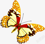 黄色斑点翅膀蝴蝶素材