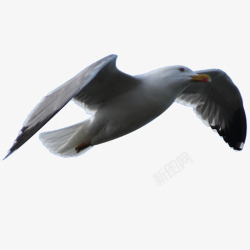 翱翔的海鸥海鸥翱翔高清图片