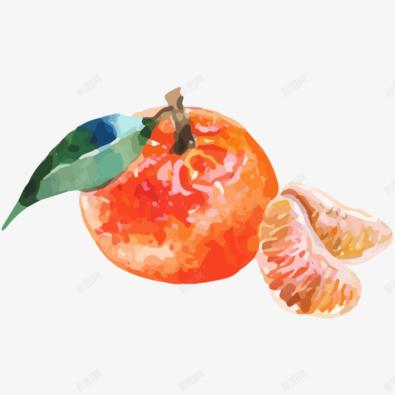 新鲜橘子水彩插画矢量图ai免抠素材_88icon https://88icon.com 免抠PNG 新鲜橘子水彩插画 果实 果瓣 柑橘 橘子 橙色 矢量桔子 矢量图