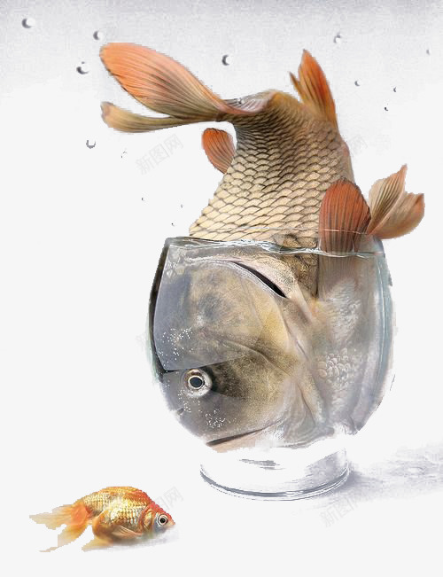 装在金鱼缸里的鱼头png免抠素材_88icon https://88icon.com 新鲜 玻璃 鱼缸 鳊鱼