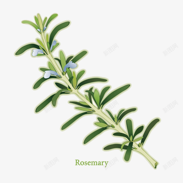 手绘新鲜绿色开花的迷迭香插画免png免抠素材_88icon https://88icon.com 开花 手绘 手绘新鲜绿色开花的迷迭香插画免抠免费下载 手绘迷迭香 插画 植物 草本 调料 迷迭香 食物 香料