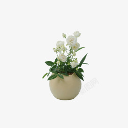 白色小花植物摆件素材