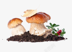 地面的上的蘑菇素材