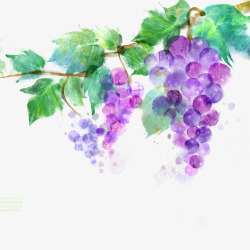 涂鸦紫色葡萄素材