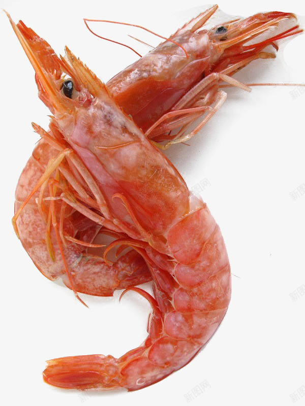 虾干png免抠素材_88icon https://88icon.com 对虾 新鲜 海虾 虾