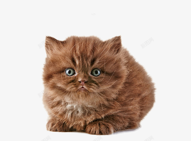 喵星人png免抠素材_88icon https://88icon.com 可爱的小花猫 宠物 小猫壁纸 棕色的小猫 装饰图片猫咪