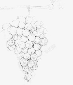 简单素描一串葡萄素材