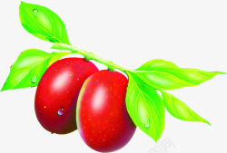 手绘新鲜红枣素材