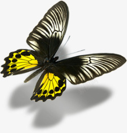 黄色翅膀蝴蝶手绘素材