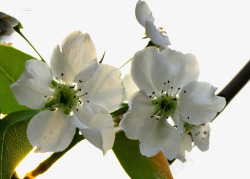 新鲜的梨树花素材