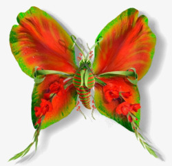 红绿色翅膀蝴蝶素材