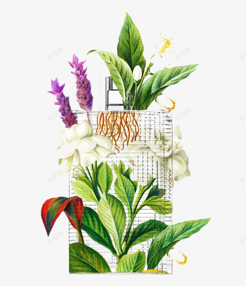 香水薰衣草插画png免抠素材_88icon https://88icon.com 个性 单页 唯美 插画 花草 薰衣草 香水