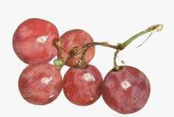 手绘水彩绘画水果葡萄素材