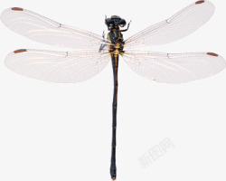 透明翅膀蜻蜓素材