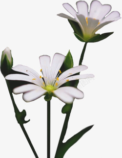 两朵白色的小花朵素材