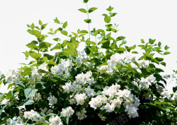 白色小花花丛素材