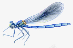 卡通手绘蓝色的蜻蜓素材