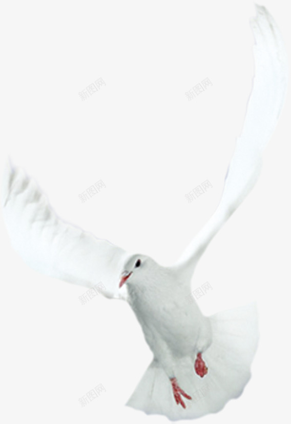 白色和平鸽翅膀效果png免抠素材_88icon https://88icon.com 和平鸽 效果 白色 翅膀