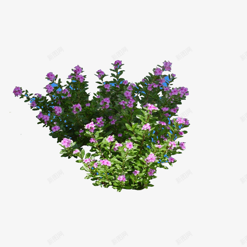 景观植物小灌木png免抠素材_88icon https://88icon.com 免费 小灌木 山茶花 景观 道路