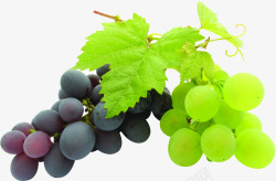 紫葡萄和绿葡萄素材