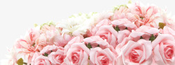 盛开的粉色花朵素材