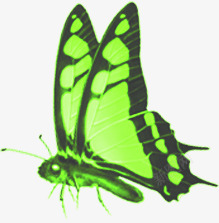 绿色蝴蝶端午节蝴蝶点缀素材