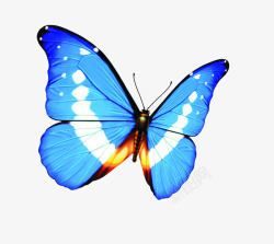 蓝色靓丽蝴蝶翅膀素材