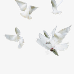 飞鸽鸽子图案白色和平鸽素材