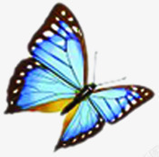蓝色翅膀纹理蝴蝶素材