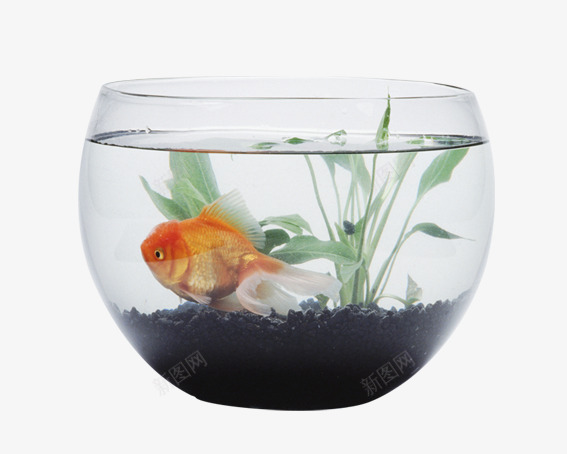 鱼缸里的金鱼png免抠素材_88icon https://88icon.com 水 水植物 绿色 透明玻璃 金鱼 鱼缸 黄色 黄色金鱼 黑色