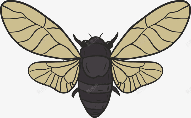 翅膀羽翼卡通蝉png免抠素材_88icon https://88icon.com 卡通蝉类 昆虫种类 昆虫蝉 翅膀羽翼 蝉 蝉插画