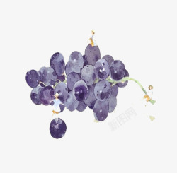 紫水彩葡萄插画素材