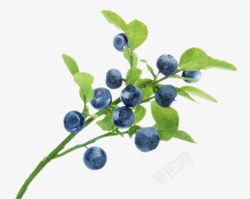 实物分支叶子野生蓝莓素材