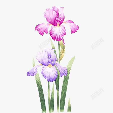 漂亮的花手绘png免抠素材_88icon https://88icon.com 唯美 手绘 漂亮的花 紫色花
