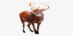 冬天素材库麋鹿冬天动物简约高清图片