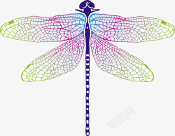 彩色漂亮的蜻蜓昆虫素材