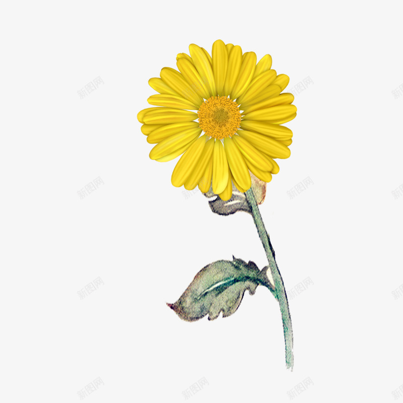 清新的一束黄色菊花psd免抠素材_88icon https://88icon.com 一束菊花 免抠 免抠图 清新 花 花朵 菊花 黄色