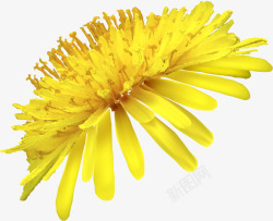 唯美黄色菊花素材