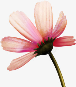 粉色菊花无框画展板素材