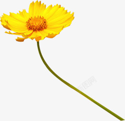 摄影黄色的鲜艳的菊花素材
