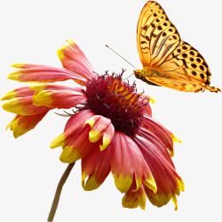 超唯美超唯美黄色彩色蝴蝶动物菊花花朵高清图片