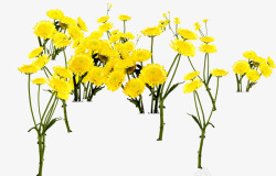 创意合成黄色的的菊花效果素材