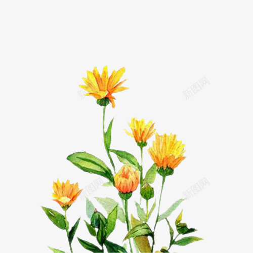 黄色金盏菊花插画png免抠素材_88icon https://88icon.com 插画 菊花 金盏菊 黄色