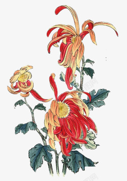 红菊花手绘花卉高清图片